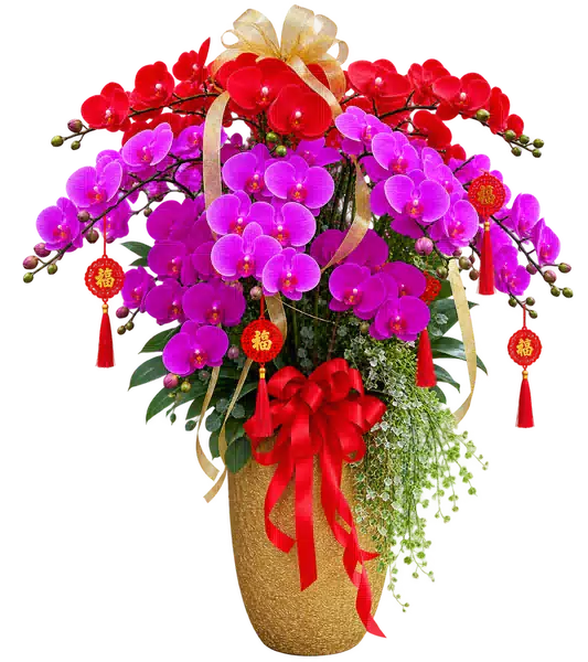 Chậu Lan Hồ Điệp Đỏ Và Tím