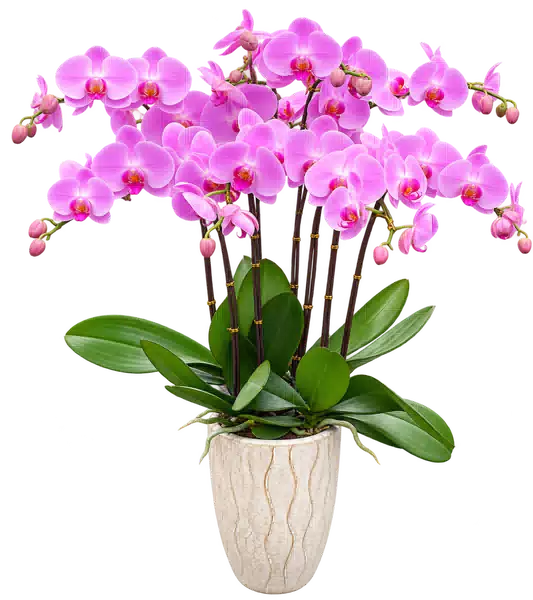 Chậu Lan Hồ Điệp Hồng (Theo mẫu) – Mẫu 1556
