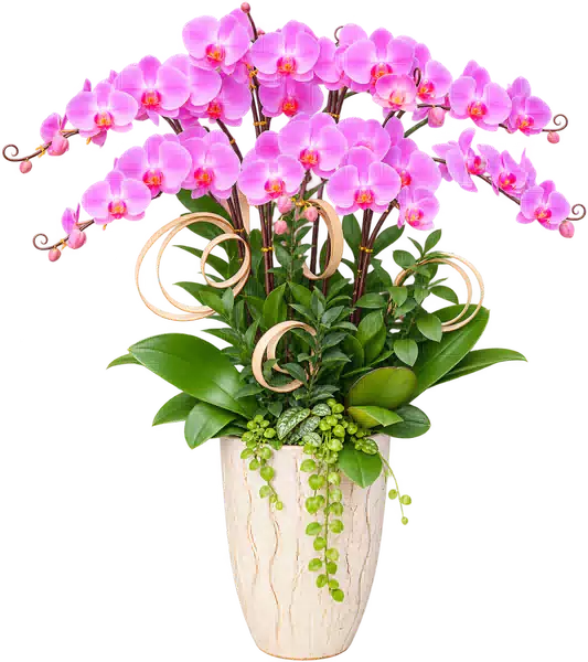 Chậu Lan Hồ Điệp Hồng (Theo mẫu) – Mẫu 1557