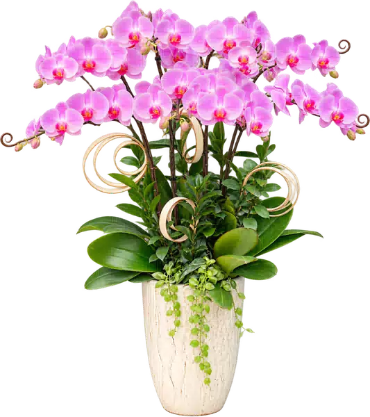 Chậu Lan Hồ Điệp Hồng (Theo mẫu) – Mẫu 1558