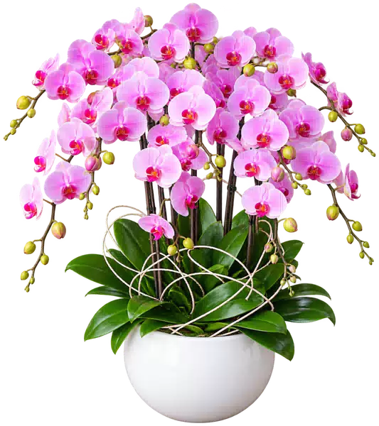 Chậu Lan Hồ Điệp Hồng (Theo mẫu) – Mẫu 1569