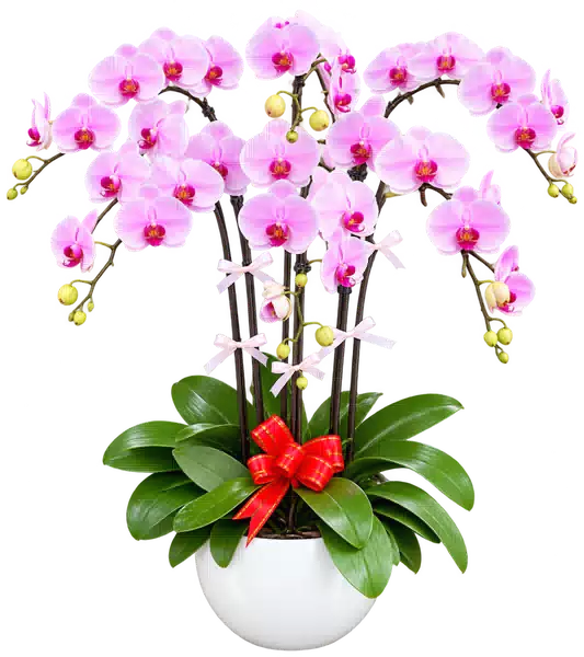 Chậu Lan Hồ Điệp Hồng (Theo mẫu) – Mẫu 1574