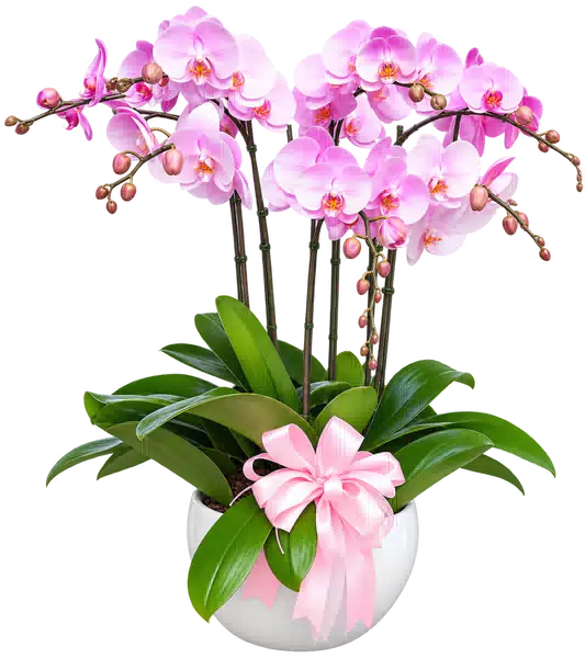 Chậu Lan Hồ Điệp Hồng (Theo mẫu) – Mẫu 1582