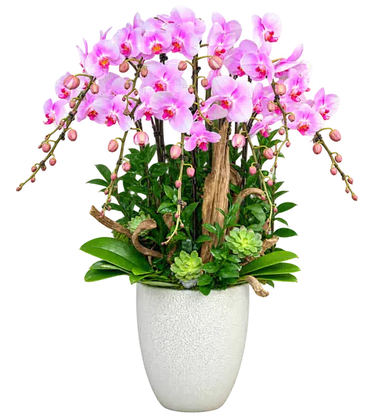 Chậu Lan Hồ Điệp Hồng (Theo mẫu) – Mẫu 1532