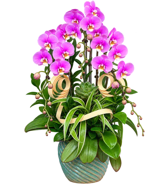 Chậu Lan Hồ Điệp Hồng (Theo mẫu) – Mẫu 1606
