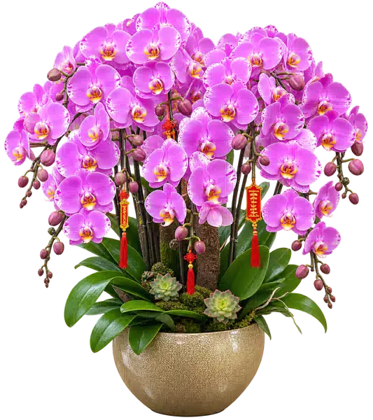 Chậu Lan Hồ Điệp Hồng (Theo mẫu) – Mẫu 1638