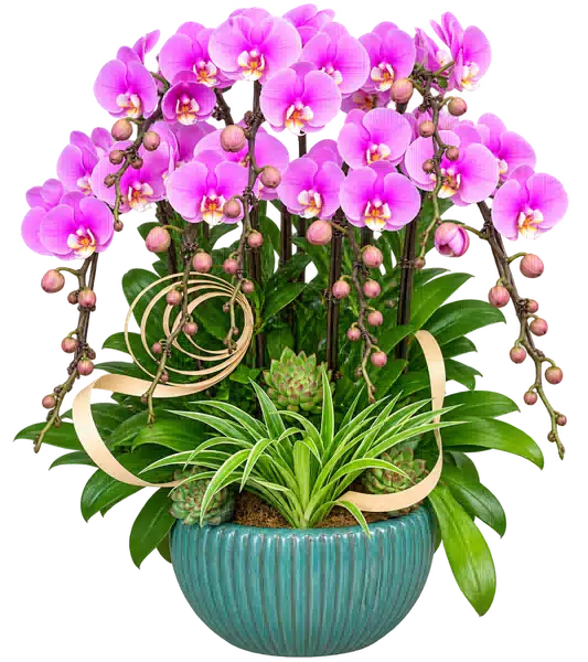 Chậu Lan Hồ Điệp Hồng (Theo mẫu) – Mẫu 1534
