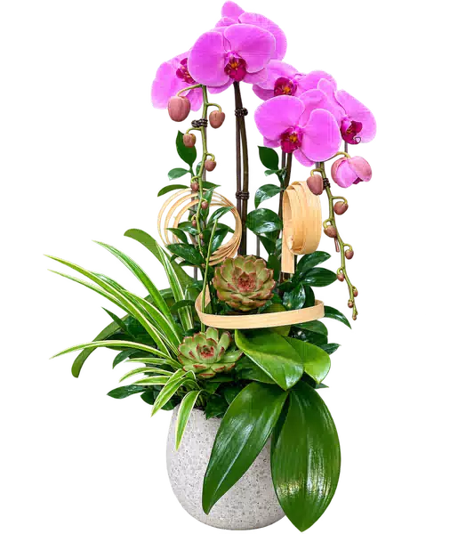 Chậu Lan Hồ Điệp Hồng (Theo mẫu) – Mẫu 1536