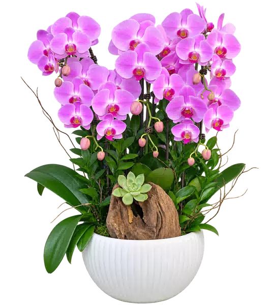 Chậu Lan Hồ Điệp Hồng (Theo mẫu) – Mẫu 1538