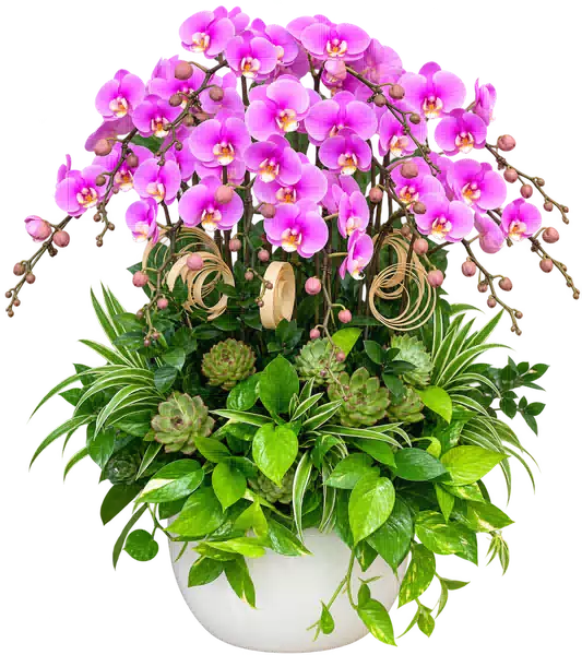 Chậu Lan Hồ Điệp Hồng (Theo mẫu) – Mẫu 1544
