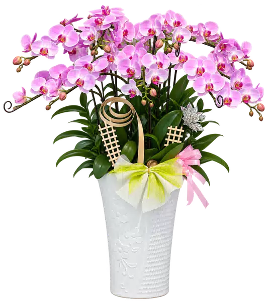 Chậu Lan Hồ Điệp Hồng (Theo mẫu) – Mẫu 1549