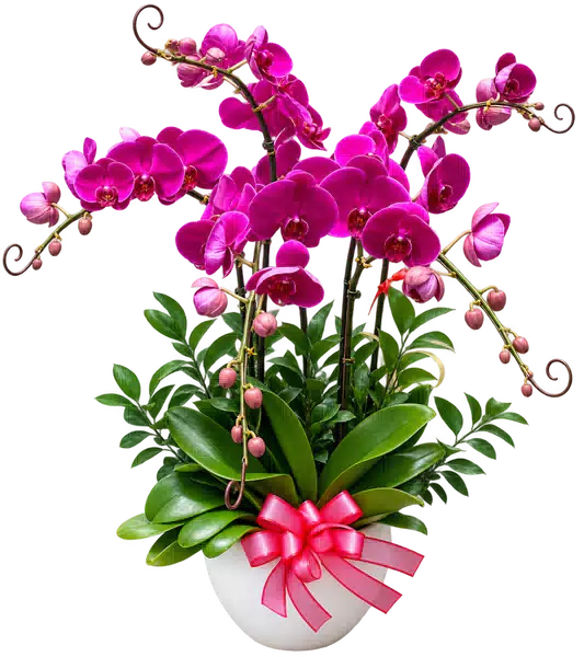 Chậu Lan Hồ Điệp Tím (Theo mẫu) – Mẫu 1573