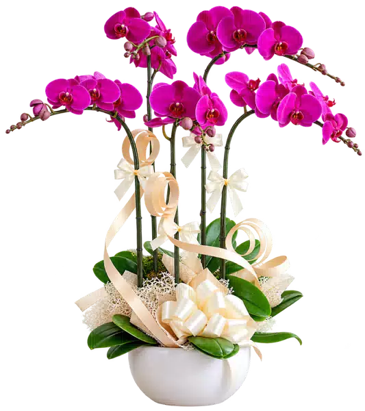 Chậu Lan Hồ Điệp Tím (Theo mẫu) – Mẫu 1587