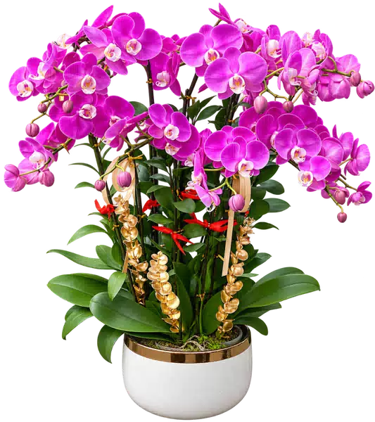 Chậu Lan Hồ Điệp Tím (Theo mẫu) – Mẫu 1514