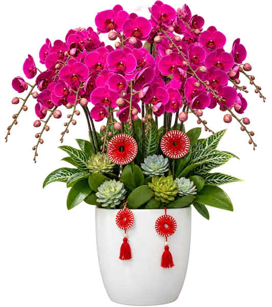 Chậu Lan Hồ Điệp Tím (Theo mẫu) – Mẫu 1561