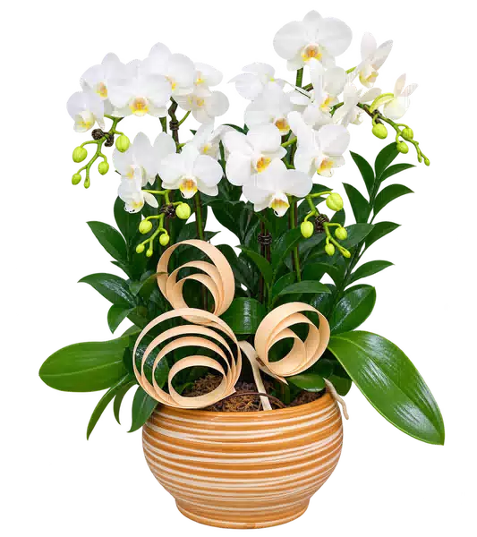 Chậu Lan Hồ Điệp Trắng (Theo mẫu) – Mẫu 1545