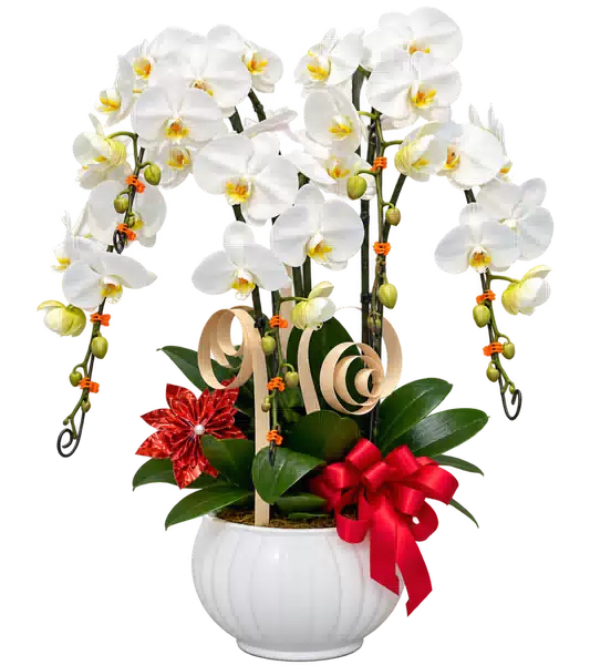 Chậu Lan Hồ Điệp Trắng (Theo mẫu) – Mẫu 1547