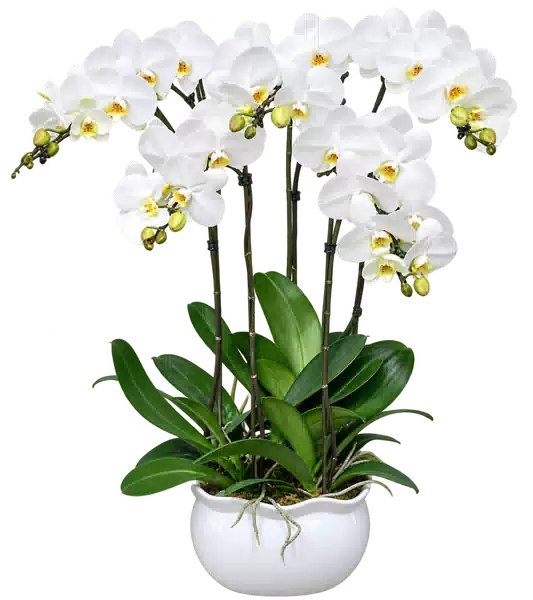 Chậu Lan Hồ Điệp Trắng (Theo mẫu) – Mẫu 1572