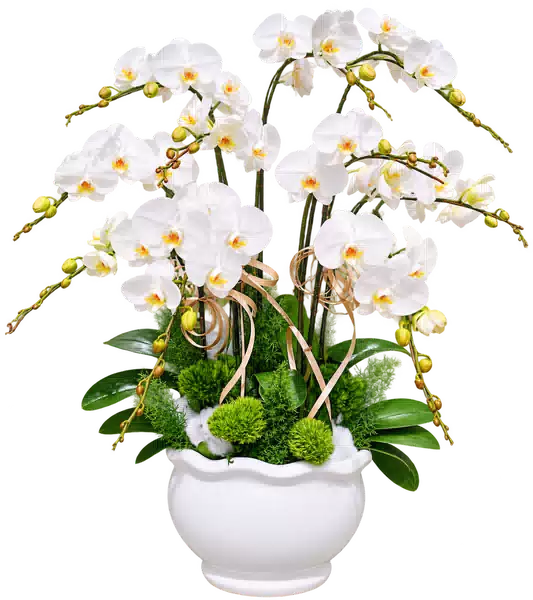 Chậu Lan Hồ Điệp Trắng (Theo mẫu) – Mẫu 1578