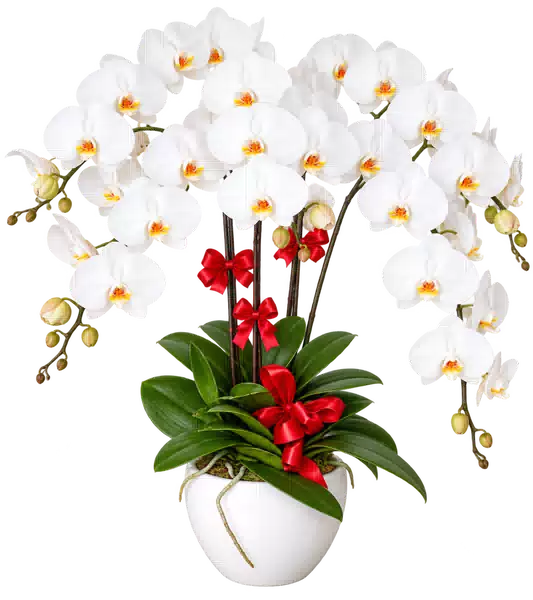 Chậu Lan Hồ Điệp Trắng (Theo mẫu) – Mẫu 1581