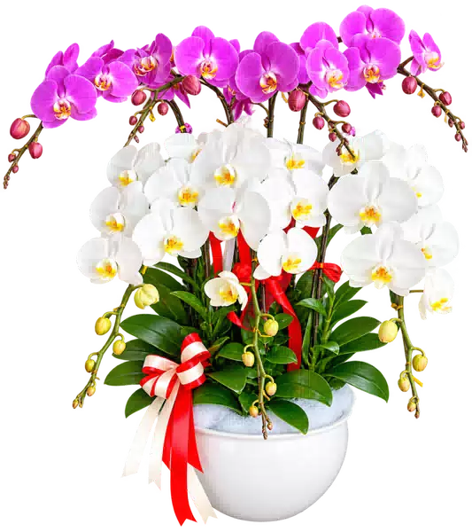 Chậu Lan Hồ Điệp Trắng (Theo mẫu) – Mẫu 1594