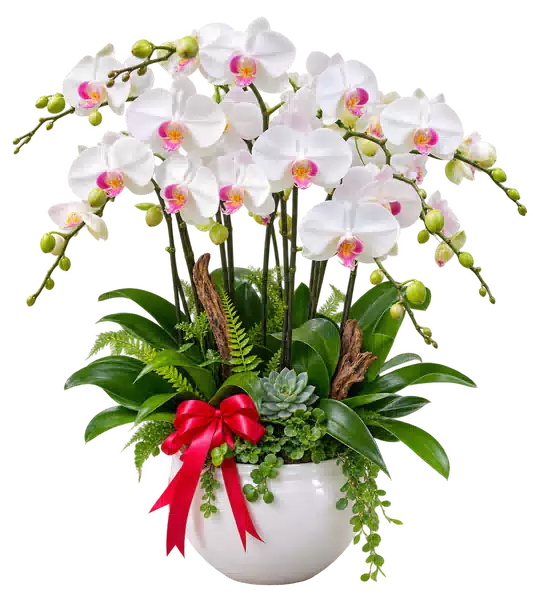 Chậu Lan Hồ Điệp Trắng (Theo mẫu) – Mẫu 1598