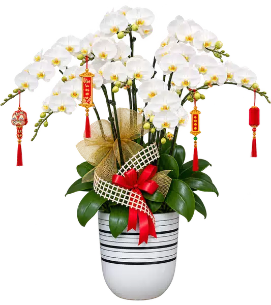 Chậu Lan Hồ Điệp Trắng (Theo mẫu) – Mẫu 1615