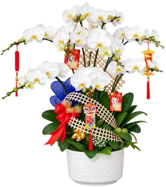 Chậu Lan Hồ Điệp Trắng (Theo mẫu) – Mẫu 1619