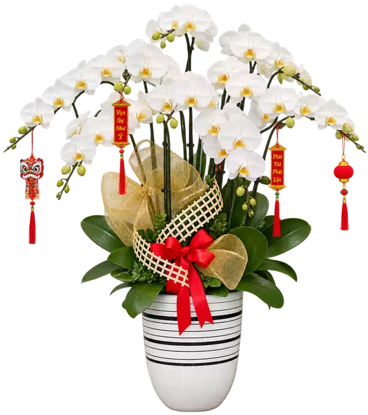 Chậu Lan Hồ Điệp Trắng (Theo mẫu) – Mẫu 1634