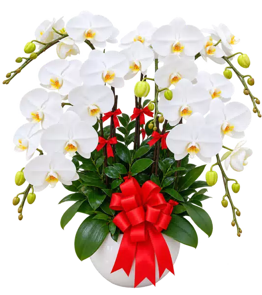 Chậu Lan Hồ Điệp Trắng (Theo mẫu) – Mẫu 1512
