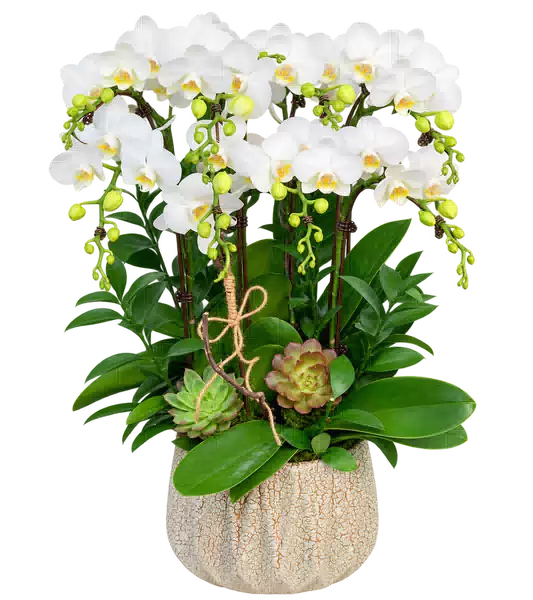 Chậu Lan Hồ Điệp Trắng (Theo mẫu) – Mẫu 1537