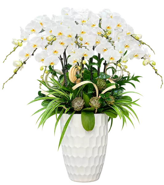 Chậu Lan Hồ Điệp Trắng (Theo mẫu) – Mẫu 1540