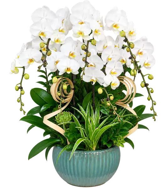 Chậu Lan Hồ Điệp Trắng (Theo mẫu) – Mẫu 1541