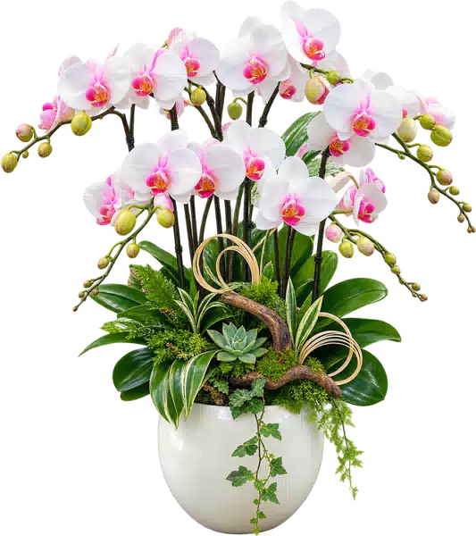 Chậu Lan Hồ Điệp Trắng Và Hồng (Theo mẫu) – Mẫu 1600