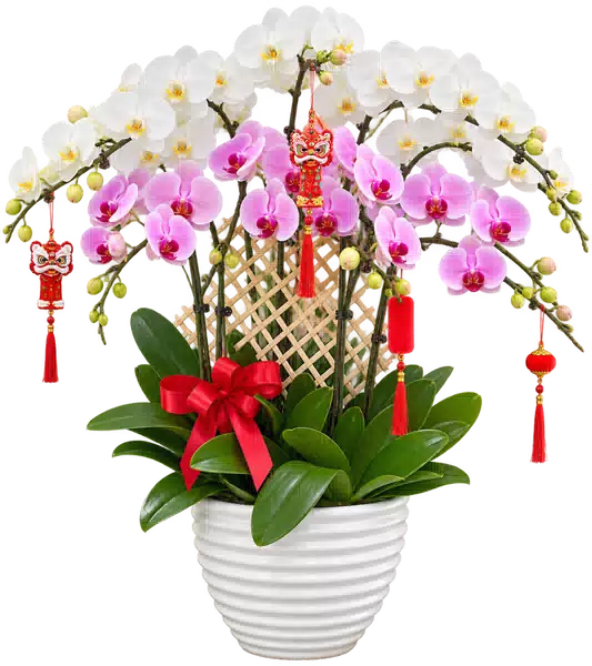 Chậu Lan Hồ Điệp Trắng Và Hồng (Theo mẫu) – Mẫu 1637