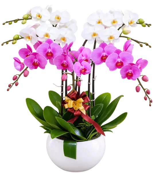 Chậu Lan Hồ Điệp Trắng Và Hồng (Theo mẫu) – Mẫu 1519