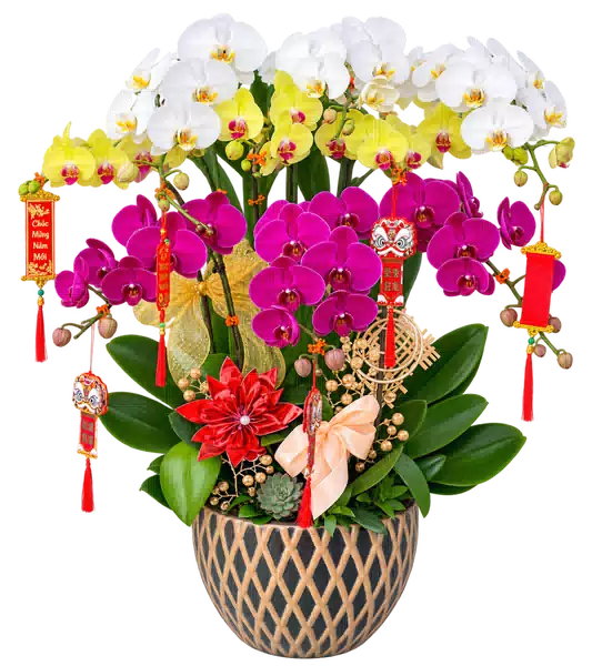 Chậu Lan Hồ Điệp Trắng Và Tím (Theo mẫu) – Mẫu 1622