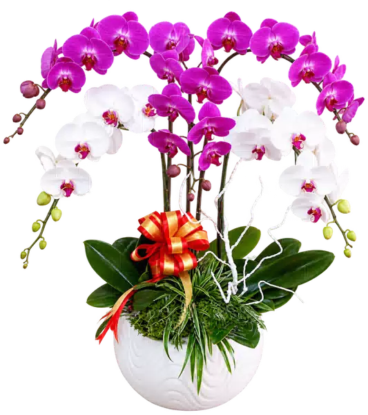 Chậu Lan Hồ Điệp Trắng Và Tím (Theo mẫu) – Mẫu 1585
