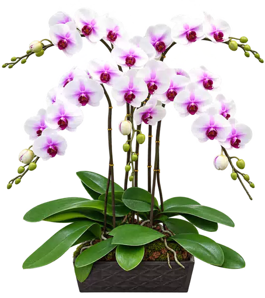 Chậu Lan Hồ Điệp Trắng Viền Tím