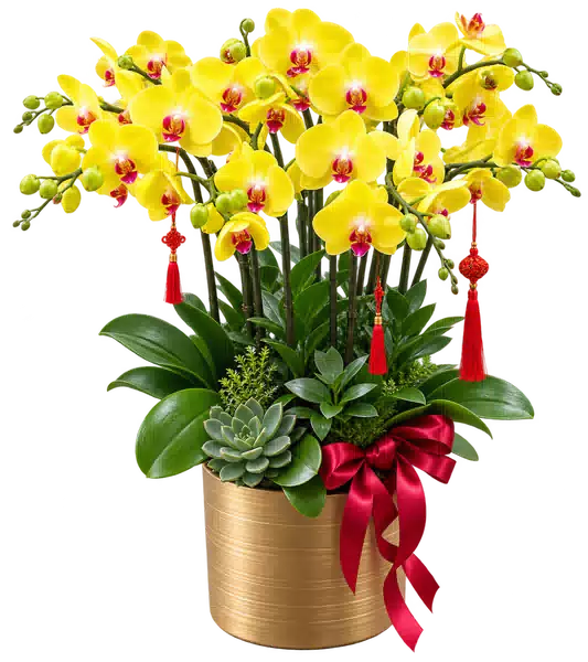Chậu Lan Hồ Điệp Vàng (Theo mẫu) – Mẫu 1570