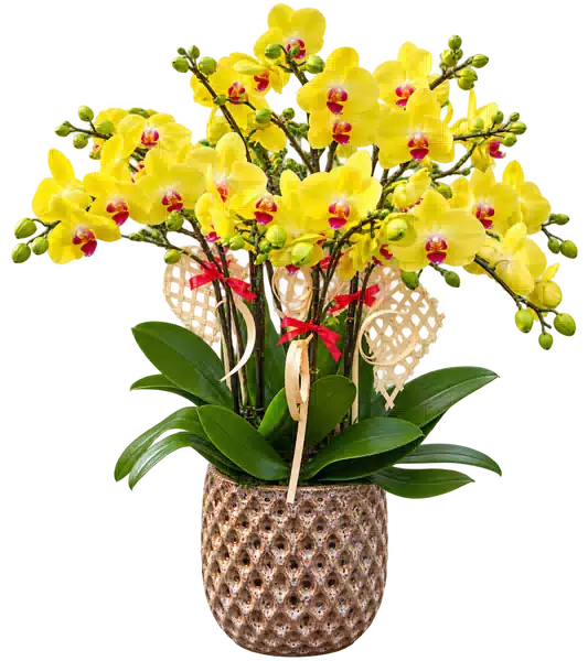 Chậu Lan Hồ Điệp Vàng (Theo mẫu) – Mẫu 1577