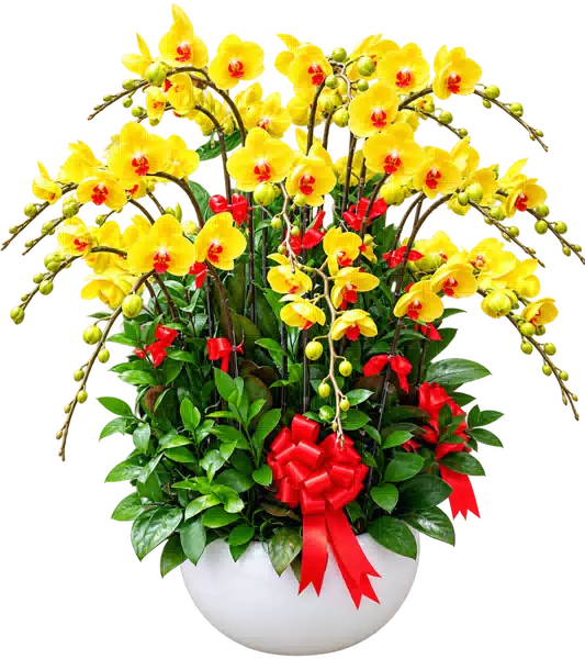 Chậu Lan Hồ Điệp Vàng (Theo mẫu) – Mẫu 1517