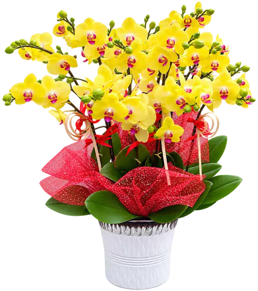 Chậu Lan Hồ Điệp Vàng (Theo mẫu) – Mẫu 1520