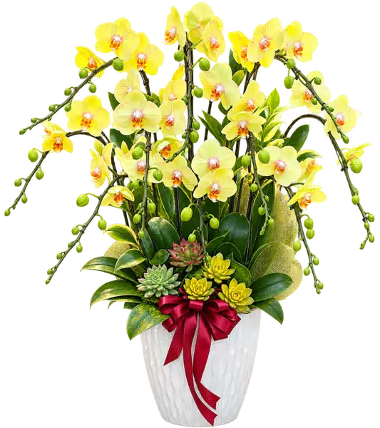 Chậu Lan Hồ Điệp Vàng (Theo mẫu) – Mẫu 1526