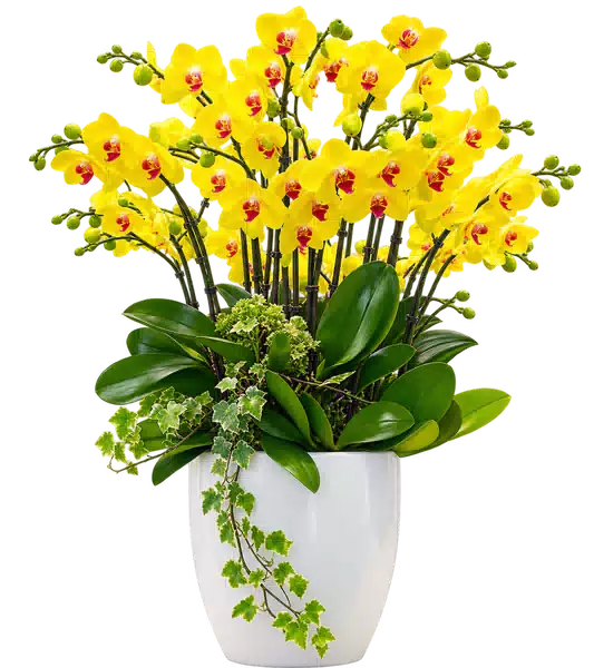 Chậu Lan Hồ Điệp Vàng (Theo mẫu) – Mẫu 1528