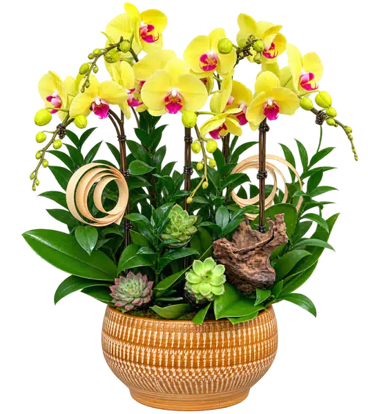 Chậu Lan Hồ Điệp Vàng (Theo mẫu) – Mẫu 1535