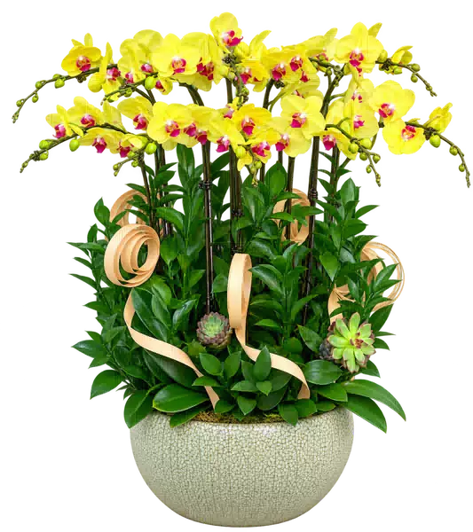 Chậu Lan Hồ Điệp Vàng (Theo mẫu) – Mẫu 1543