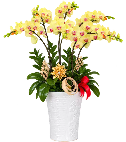 Chậu Lan Hồ Điệp Vàng (Theo mẫu) – Mẫu 1548