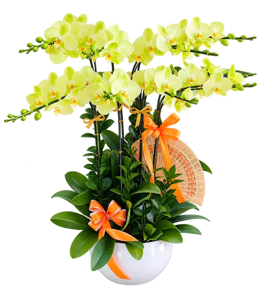 Chậu Lan Hồ Điệp Vàng Nhạt (Theo mẫu) – Mẫu 1595