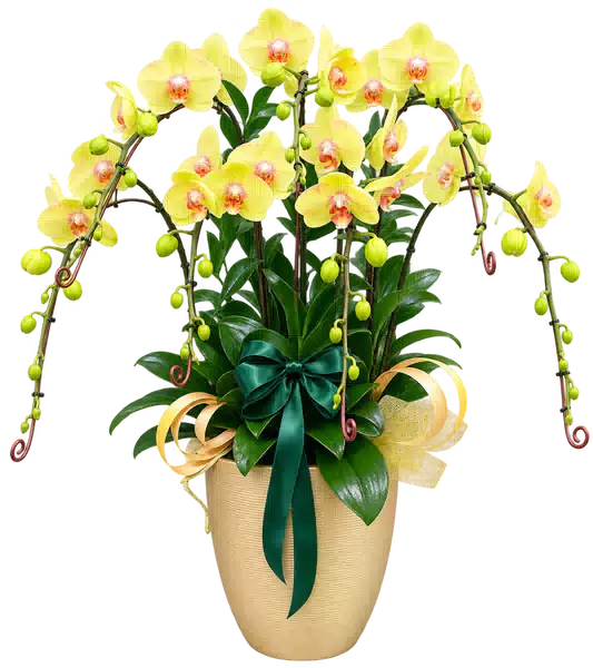 Chậu Lan Hồ Điệp Vàng Nhạt (Theo mẫu) – Mẫu 1525